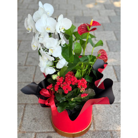 Aranjament plante AN17